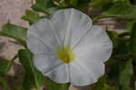 Beach morning-glory